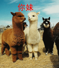 爆料美国羊驼视频播放,揭秘美国羊驼视频背后的故事 第3张 爆料美国羊驼视频播放,揭秘美国羊驼视频背后的故事 第3张