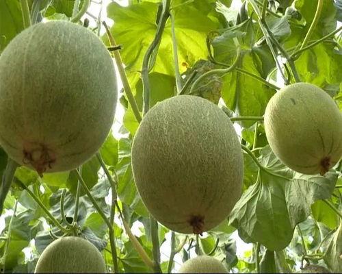 免费高质量吃瓜,揭秘高质量吃瓜盛宴！