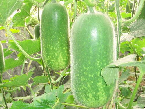 大瓜爆料视频敦化,真相背后引人深思